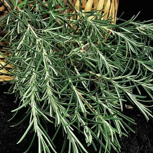 Herb Rosemary 1 Seed Packet (100 Seeds)