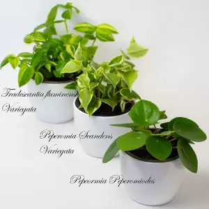 House Plants Indoor - Mix of 9 Real House Plants in 9cm Growers Pots