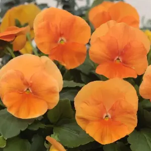 Viola Orange Bedding Plants - Radiant Blooms (10 Pack)