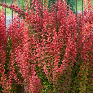 1 x Berberis thunbergii Orange Rocket in A 9cm Pot - Amazing for Hedging