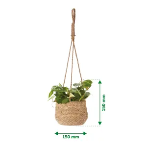 Verve Philodendron mix in Natural Seagrass Decorative pot 12cm