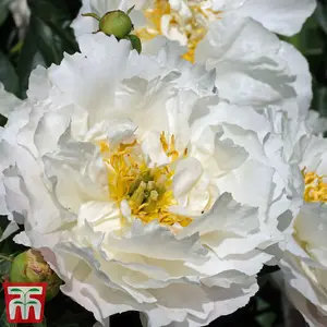 Peony 'Miss America' -  3 Bare Root Plants