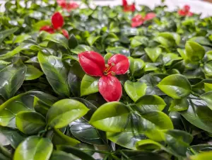 Pack of 12 Best Artificial Laurel Leaf Red Hedging 50cm x 50cm Mats (3 Square Metres)