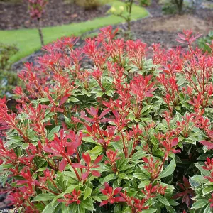 Pieris Carnaval (15-25cm Height Including Pot) Garden Plant - Variegated Foliage and White Blooms