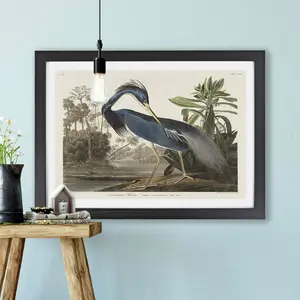 Louisiana Heron by John Audubon - Single Picture Frame Painting Black / 45cm H x 63cm W x 2cm D