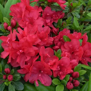 Azalea Mothers Day 3 Litre Potted Plant x 1