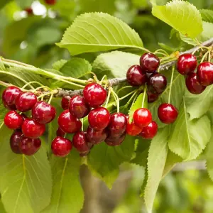 Cherry Mini Prunus Avium Sylvia 9cm Pot x 1