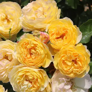 Harkness Roses Rose Belle de Jour in a 3L or 4L Pot Ready to Plant