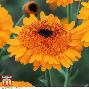 Calendula Crown Orange 1 Packet (50 Seeds)