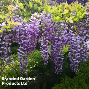 Scented Wisteria Sinensis - 9cm Potted Plant x 3 - Loved by Pollinators - Climbing Plant