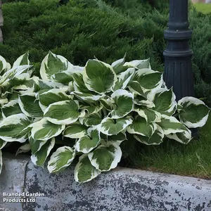 Hosta Patriot 3 Litre Potted Plant x 1