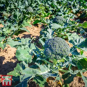 Broccoli Blue Finn F1 1 Seed Packet (20 Seeds)