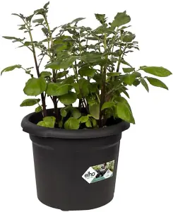 Elho Green Basics Potato Pot 33cm