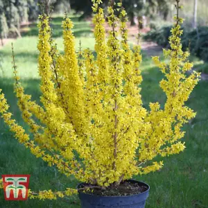 Forsythia x intermedia Mikador 8cm Pot x 1