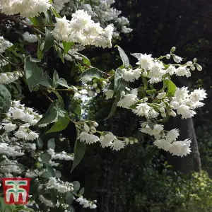 Philadelphus Manteau d'Hermine 3.5 Litre Potted Plant x 1