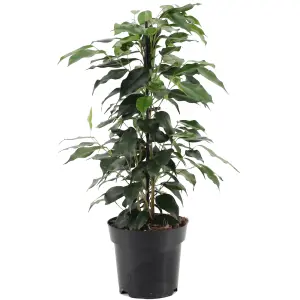 Ficus Benjamina Danielle Weeping Fig - Indoor Houseplant, Ideal for Home Office (30-40cm Height Including Pot)