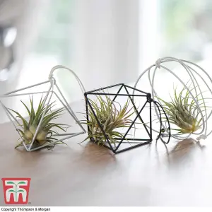 Houseplant Air Plant Tillandsia Mixed Medium x 4