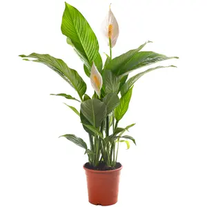 Spathiphyllum Peace Lily - Graceful and Purifying Indoor Plant for Interior Spaces (80-90cm Height Including Pot)