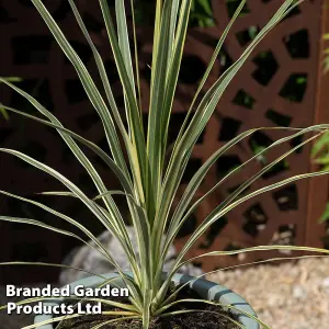 Cordyline australis Lime Passion 9cm Potted Plant x 2