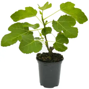 Ficus 'Brown Turkey' - Dwarf Fig Tree with Sweet Fruits, Compact Size, Ideal for Containers (20-30cm)