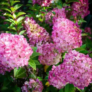 Hydrangea Sundae Fraise Garden Shrub - Dual-Tone Hot Pink and White Flowers (15-30cm Height Including Pot)