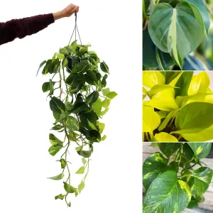 Real Indoor Scindapsus Pothos Hanging Plant Epipremnum Pinatum Tricolore in 15cm Pot - Easy to Care Trailing Houseplant Trio Mix