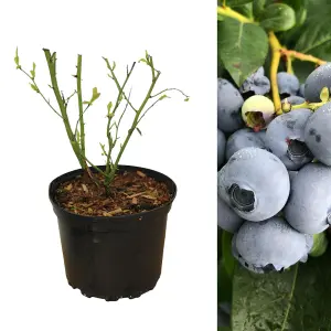 Blueberry Bush 'Chandler' Plant in 1.5L Pot - Heavy Cropping Vaccinium - Tasty Fruit