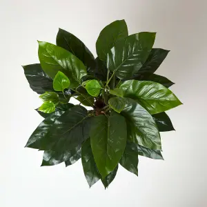 Homescapes Artificial Philodendron Tree, 120 cm Tall