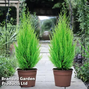 Cupressus Goldcrest Wilma 10.5cm Potted Plant x 2