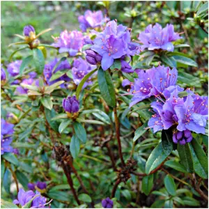 Rhododendron Azalea BlueTit,  in 9cm Pot, Grey, Violet Blue Blooms