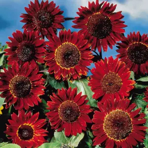 Sunflower Ruby Sunset 1 Seed Packet (20 Seeds)