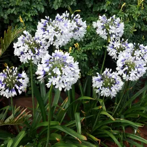 Agapanthus Twister - Gorgeous Flowers, Ideal for UK Patio and Gardens, Compact Size (20-30cm Height Including Pot)