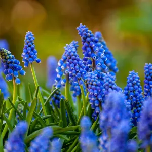 6 x Pots of Grape Hyacinth Spring Bulbs - Winter Flowering Muscari Cultivated Bulbs