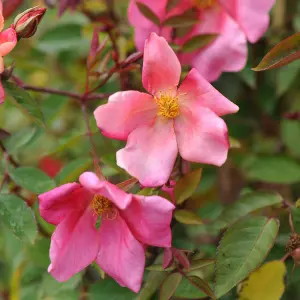 Mutabilis Rose Bush Pink Flowering Roses China Rose 4L Pot