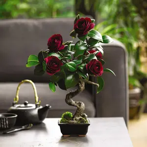 Bloom Artificial Ruby Camellia Bonsai Tree in Planter - Faux Fake Flower Houseplant, Indoor Home Decoration - H37 x W20cm