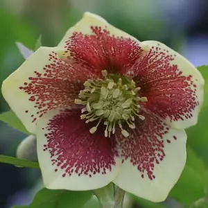 Harvington Yellow Speckled Lenten Rose Hellebore Perennials Flowering Plants 2L