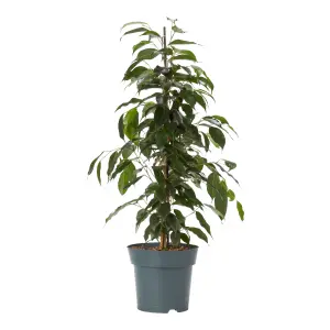 Verve Weeping fig in Terracotta Plastic Grow pot 17cm