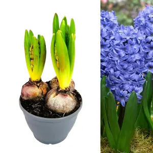 Hyacinth Blue Bulb Trio in 12cm Pot - Three Easy to Grow Hyacinthus Bulbs Growing in Pot - Fragrant Indoor Flowering Plant