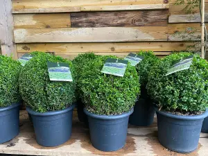 2x Buxus Sempervirens Balls Extra Large Plants 30cm+ Round 7.5L Pot