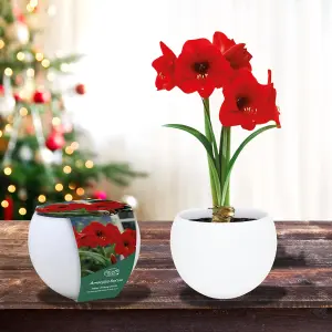 Pronto Seed Amaryllis Red Lion Flower Growing Kit with Ceramic Planter & Amaryllis Bulbs - Gardening Gifts for Women and Men