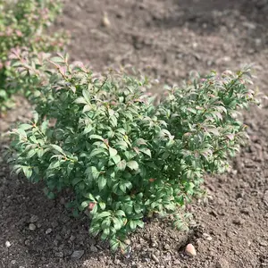 Euonymus alatus Unforgettable Fire (HAYMAN) 9cm Potted Plant x 2