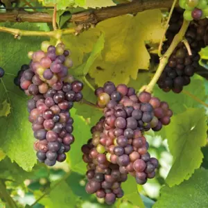 Red Grape Crimson Seedless Fruit Bush Vitis Vinifera Shrub Plant 3L Pot 60cm