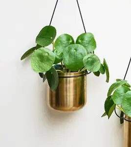 Linear Hanging Planters 81CM Black and Gold