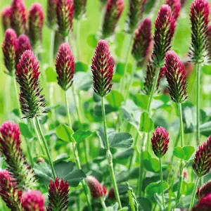 Green Manure Crimson Clover 1 Seed Packet