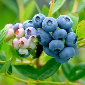 Vaccinium Nelson - Hardy Fruit Shrub, Blueberry Fruits, Low Maintenance (20-30cm Height Including Pot)