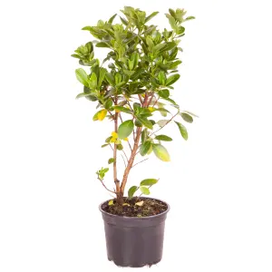 Escallonia laevis Pink Elle in a 2L Pot Evergreen Flowing Pink Potted Outdoor Garden Shrub Plant 25-30cm Tall in Pot