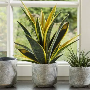 Sansevieria Golden Flame - Vibrant Indoor Plant with Air-Purifying Qualities (12cm, 30-40cm)