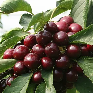 Sweet Cherry 'Regina' Patio Fruit Tree in a 5L Pot 90-110cm Tall