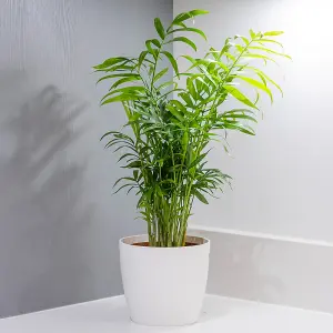 Chamaedorea elegans 'Parlour Palm' in a 12cm pot - Indoor Plants for Homes - Potted House Plants for Air Purifying - Supplied as a