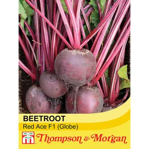 Beetroot Red Ace F1 Hybrid 1 Seed Packet (150 Seeds)